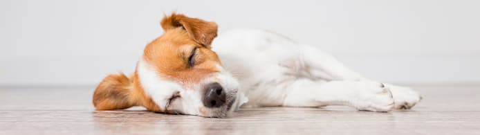 Cephalexin for Dogs & Cats: What It Treats & Key Safety Info