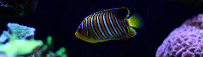 Blackwater Aquarium: Setup, Fish & Care Guide
