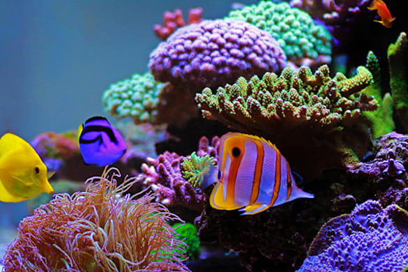Can You Overfeed Fish? Yes — Here's Why It Matters