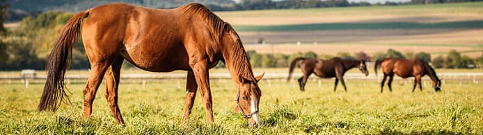 How to Estimate Horse Weight: Methods & Chart