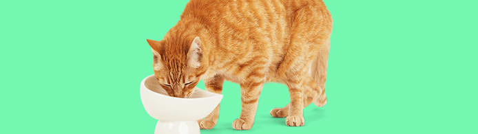 Frozen Dog Food: Fresh, Raw & Minimally Processed Guide