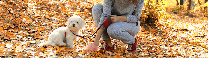 Mucus in Dog Poop: Causes, Concerns & When to Act