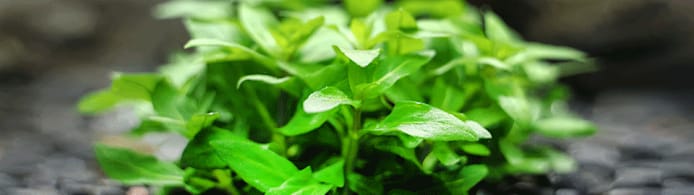 Staurogyne Repens Care Guide: Grow a Stunning, Lush Aquarium Carpet