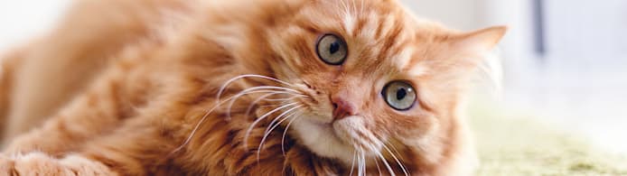 Cat Dry Heaving: Causes, Signs & When to Call a Vet