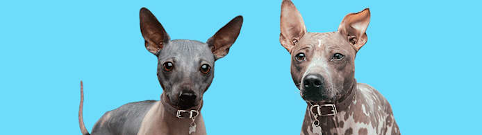 Hairless Dog Breeds: Your Complete Guide