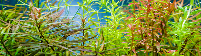Rotala Rotundifolia Care: Grow Vibrant Aquarium Plants, No Stress