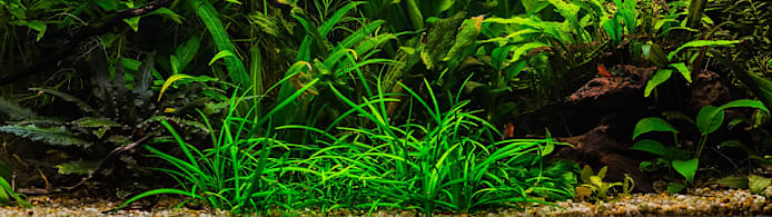 Helanthium Tenellum (Pygmy Chain Sword): Easy Aquarium Carpet