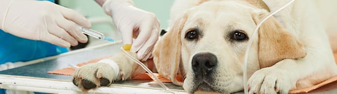 Dog Skin Cancer: Spot Warning Signs, Lumps & When to See Your Vet