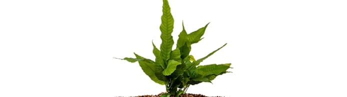Grow El Nino Asian Water Ferns: Easy Aquarium Care Guide