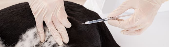 Kennel Cough: Symptoms, Prevention & Bordetella Vaccine Guide