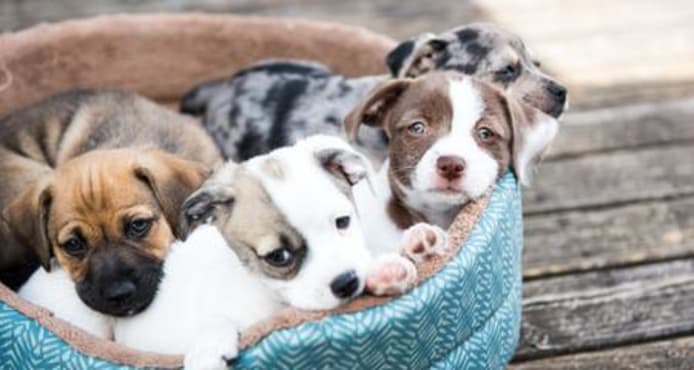 Whelping Puppies: Complete Guide to Dog Birth