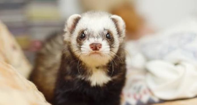 How Long Do Ferrets Sleep & Other Odd Behaviors