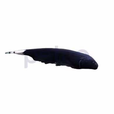 Ghost Knifefish Care: Setup, Diet, & Water for a Thriving Tank