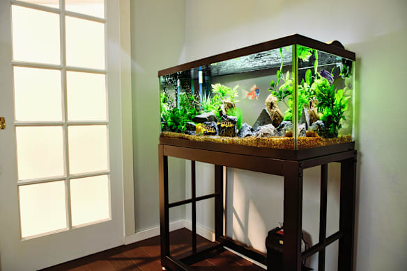Fish Aquarium Lamps: The Complete Lighting Guide