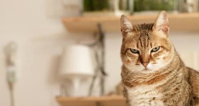 Are Cats Really Aloof? Science Says It's You