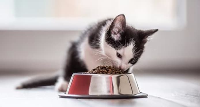 Why Is My Cat So Hungry? Signs & Solutions