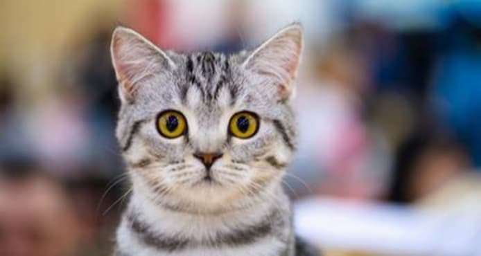 Preauricular Alopecia in Cats: Thin Hair Above the Eye