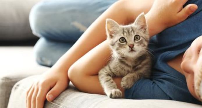 How to Bond with a New Kitten: A Complete Guide
