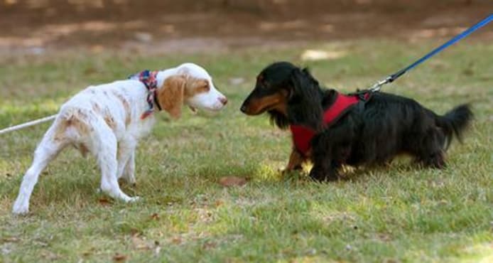 Calming Pheromones for Puppies: How They Work