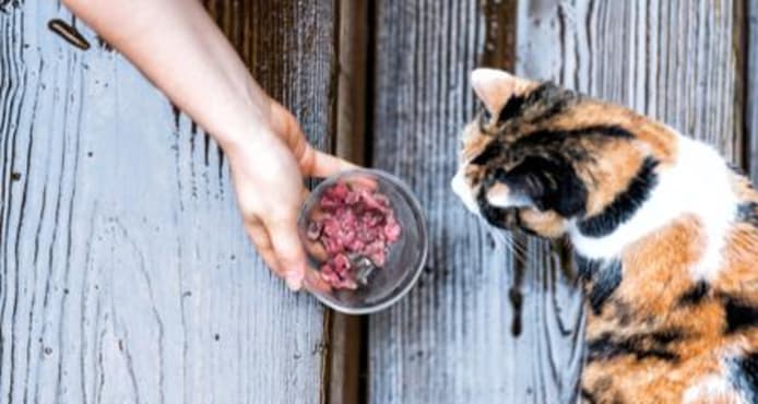 6 Cat Feeding Mistakes to Avoid