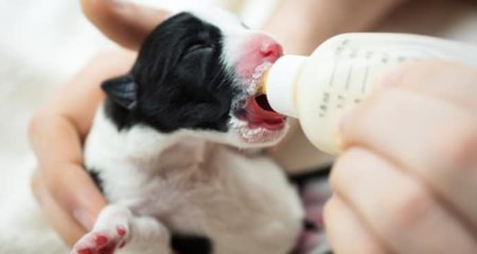 How to Tube Feed Puppies: A Step-by-Step Guide