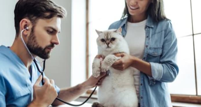 Cat Aging: Normal Changes in Senior & Geriatric Cats