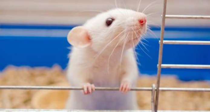 Rat Gestation: Mating, Birth & Growth Guide