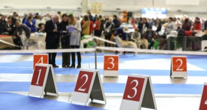 Dog Show Categories, Groups & Key Terminology