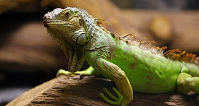 Iguana Colouring: Why Green Iguanas Change Color