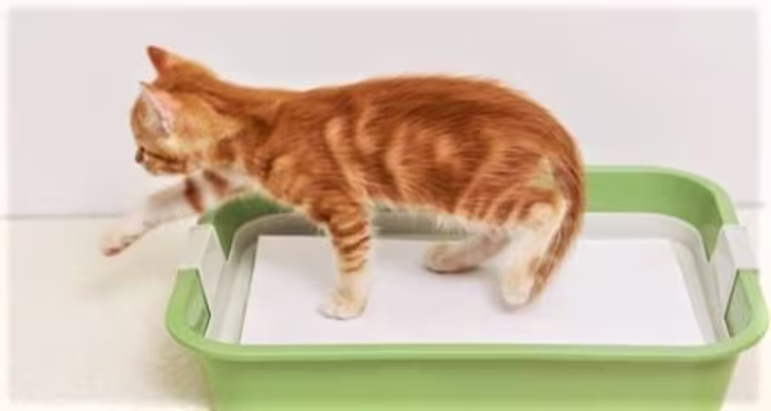 Cat Peeing Outside Box? Why It Happens & How To Stop It Fast
