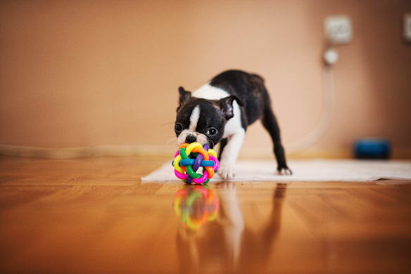 Can My Dog See Colors?