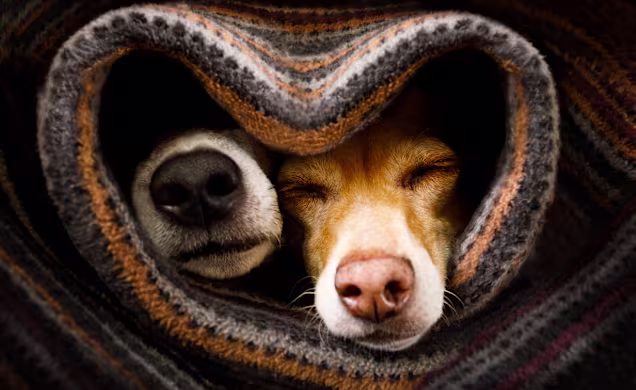 Why Dogs are Afraid of Thunderstorms & How to Help