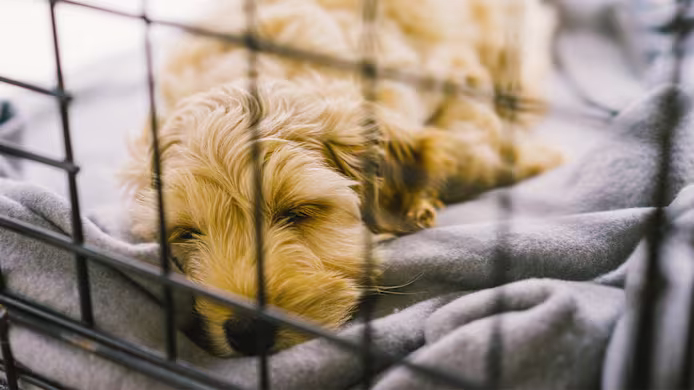 How to Pick the Perfect Dog Crate Size for Your Furry Friend