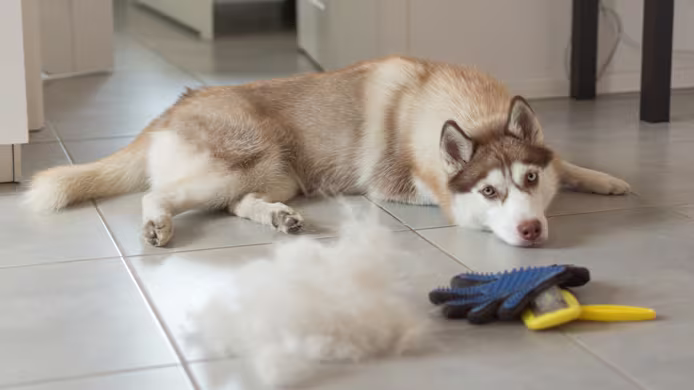 Understanding & Controlling Seasonal Shedding in Dogs  