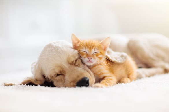 How to Help Pets Stay Calm During Fireworks