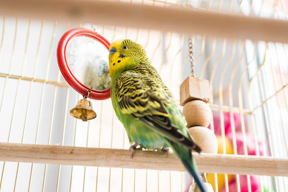 Whys Birds Molt: How to Help Them Stay Comfortable 