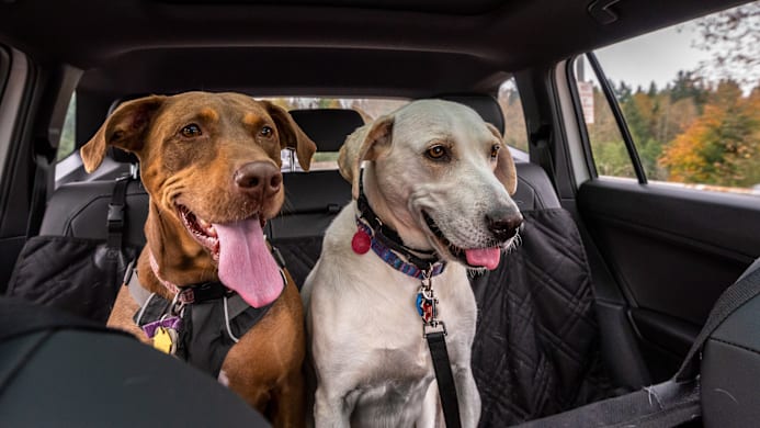 Dog Road Trip: Complete Guide to Safe Travel