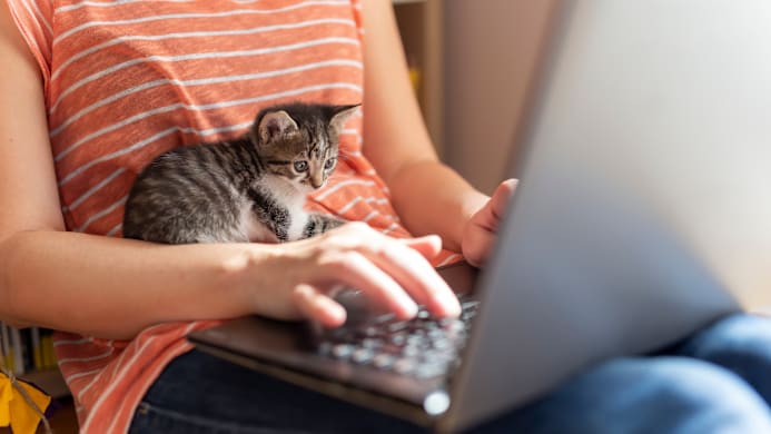 Kitten Care 101: Raising a New Cat