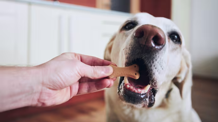 How Many Treats Can Dogs Have? 