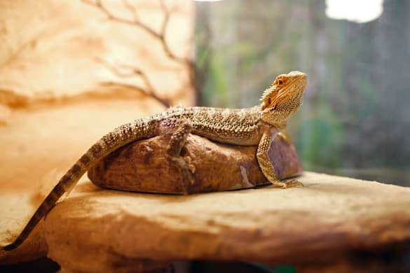 How to Keep Your Reptiles Cool in Emergencies and Excessive Heat