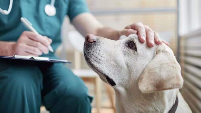 Carprofen for Dogs: Joint Pain Relief, Uses, Dosage & Side Effects