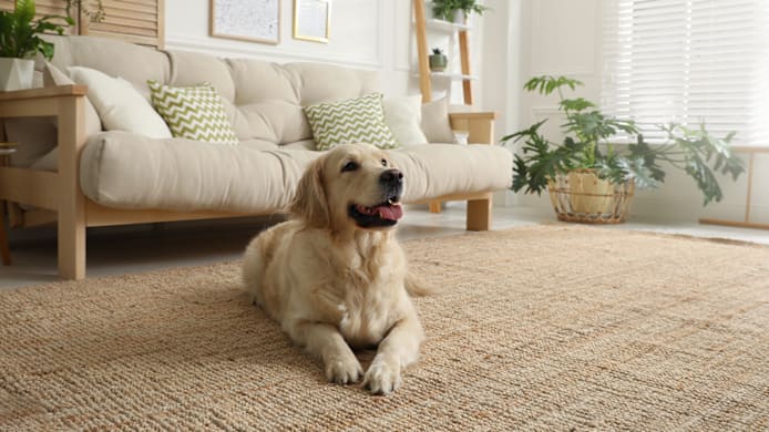How to Keep Your Dog Off the Couch