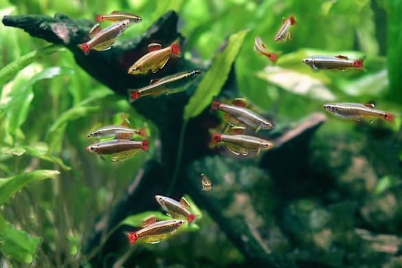 10 Best Schooling Fish: Care & Setup for a Thriving Aquarium