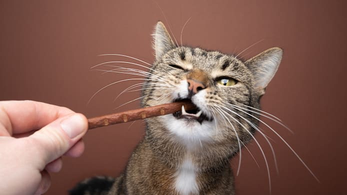 How Many Treats Can I Give My Cat?