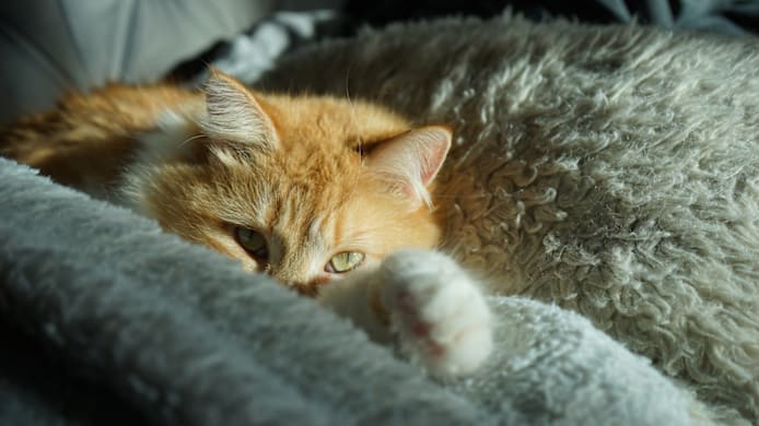 Why Cats Make Biscuits (Kneading)