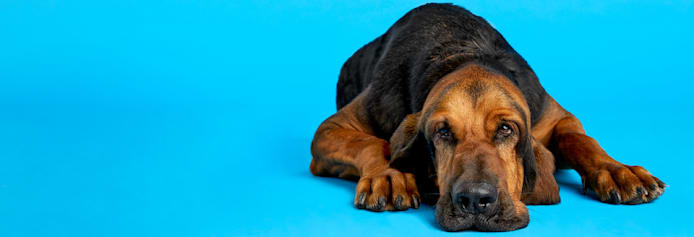 Upgrade Your Pet's Diet: When to Change Food for Optimal Health