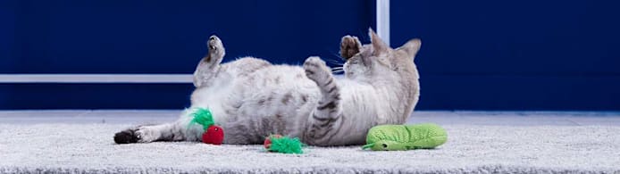 Why Senior Cats Gain Weight & Safe Methods to Help Them Slim