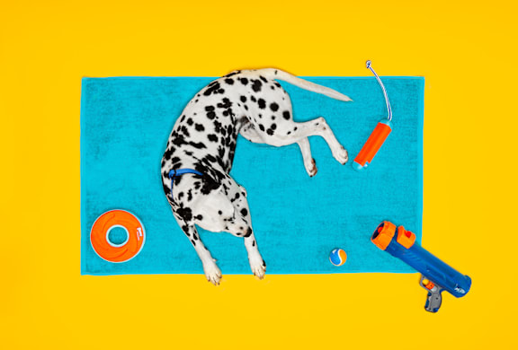 Dog Sunscreen & Beach Safety Guide | Petco