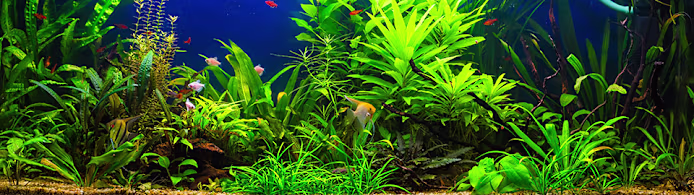 Auto Feeding Fish on Vacation: Complete Guide