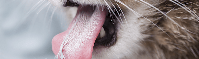 Cat Hairballs: Causes, Prevention & When to Worry
